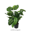 Calathea makoyana kunstplant 80cm groen