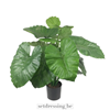 Colocasia esculenta type2 90cm groen