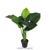 Colocasia esculenta type3 100cm groen