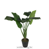 Colocasia esculenta type4 100cm groen