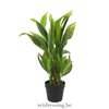 Cordyline fruticosa kunstplant 60cm groen