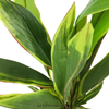 Cordyline fruticosa kunstplant 60cm groen