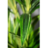 Dracaena lemon lime kunstplant 120cm groen, geel