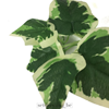 Klimop kunst klimplant 180cm wit/groen