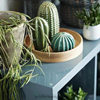Set kleine keramieken decoratie cactussen groen