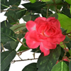 Camelia kunstplant 125cm groen, rood