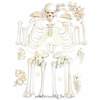 Ongemonteerde skelet set wit