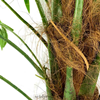 Palmboom kunstplant 250cm groen