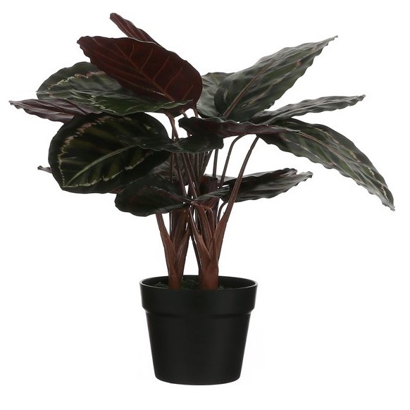 Calathea roseopicta kunstplant 60cm groen, rood