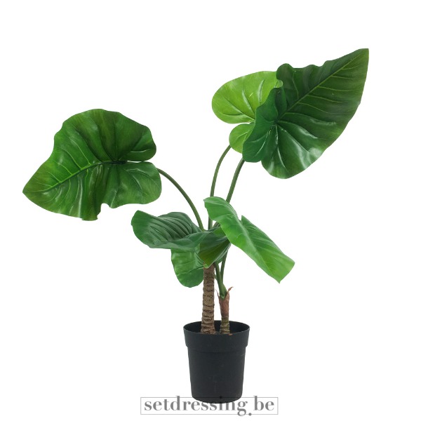 Colocasia esculenta type1 90cm groen