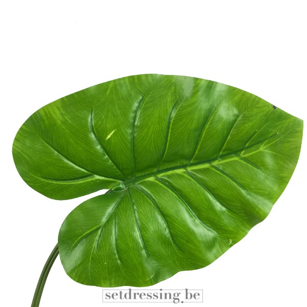 Colocasia esculenta type1 90cm groen