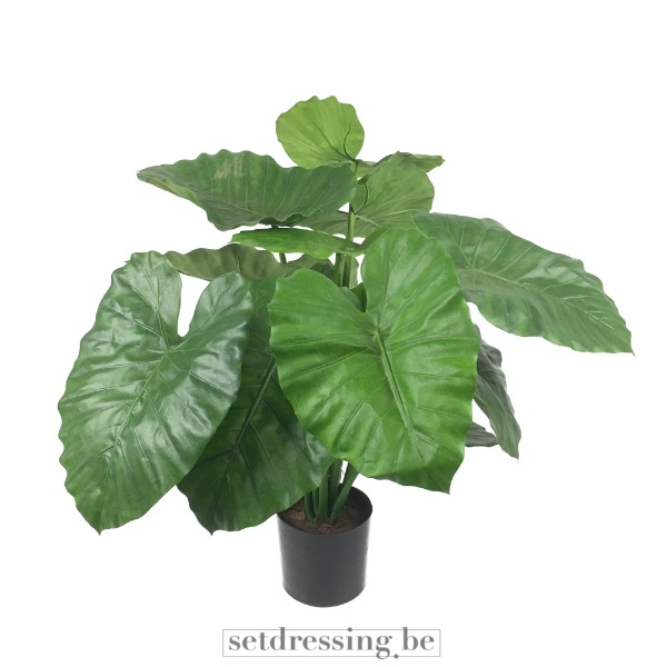 Colocasia esculenta type2 90cm groen