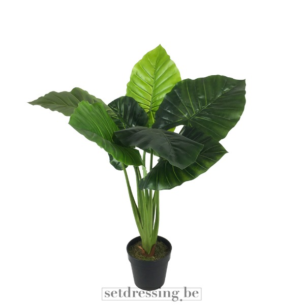 Colocasia esculenta type3 100cm groen