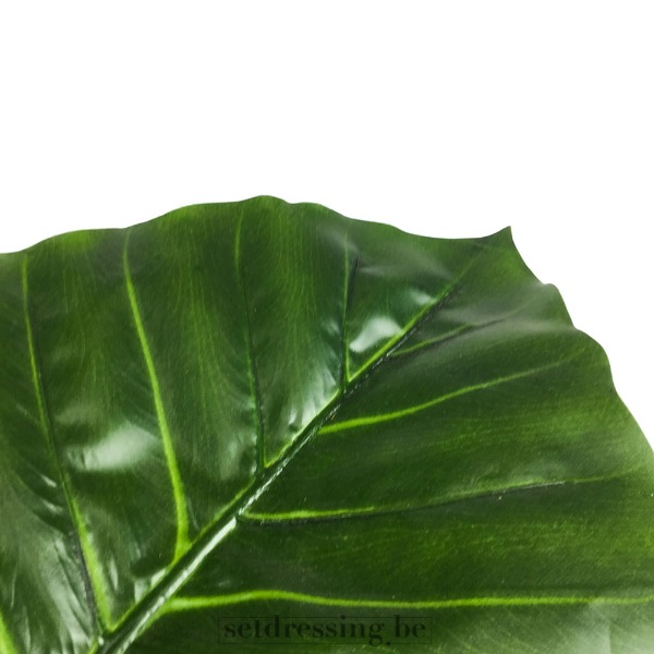 Colocasia esculenta type3 100cm groen