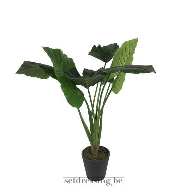 Colocasia esculenta type4 100cm groen