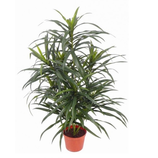 Dracaena reflexa anita kunstplant 73cm groen