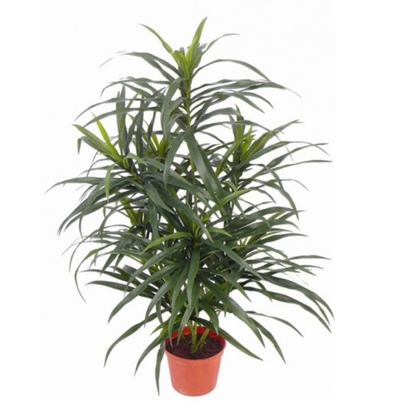 Dracaena reflexa anita kunstplant 73cm groen