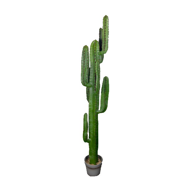 Grote cactus groen