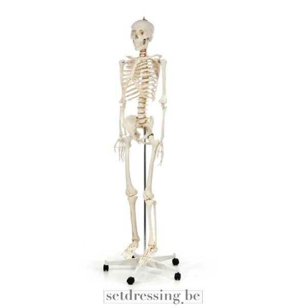 Menselijk Skelet geneeskunde 170cm