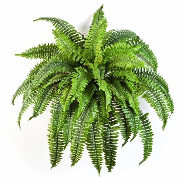 Varen athyrium kunstplant 90cm groen